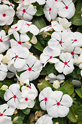 Titan Polka Dot Vinca (Catharanthus roseus 'Titan Polka Dot') at Lakeshore Garden Centres