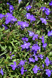 Riviera Marine Blue Lobelia (Lobelia erinus 'Riviera Marine Blue') at Lakeshore Garden Centres