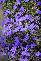 Crystal Palace Lobelia (Lobelia erinus 'Crystal Palace') at Lakeshore Garden Centres