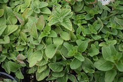 Italian Oregano (Origanum vulgare 'Italian') at Lakeshore Garden Centres