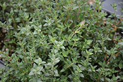 English Thyme (Thymus vulgaris 'English') at Golden Acre Home & Garden