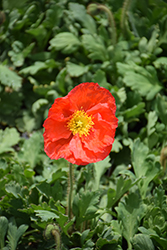 Champagne Bubbles Scarlet Poppy (Papaver nudicaule 'Champagne Bubbles Scarlet') at Lakeshore Garden Centres