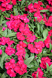 Floral Lace Cherry Pinks (Dianthus 'PAS96822') at Lakeshore Garden Centres
