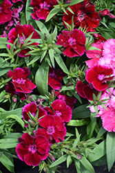 Floral Lace Purple Pinks (Dianthus 'PAS1237587') at Lakeshore Garden Centres