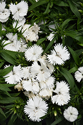 Floral Lace White Pinks (Dianthus 'PAS96834') at Lakeshore Garden Centres