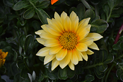 Gazoo Clear Vanilla Gazania (Gazania 'Gazoo Clear Vanilla') at Lakeshore Garden Centres