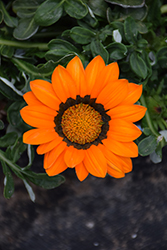 Gazoo Orange with Ring Gazania (Gazania 'Gazoo Orange with Ring') at Lakeshore Garden Centres
