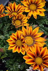 New Day Red Stripe Shades (Gazania 'New Day Red Stripe') at Golden Acre Home & Garden