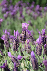 Otto Quast Spanish Lavender (Lavandula stoechas 'Otto Quast') at Lakeshore Garden Centres