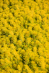 Gold Stonecrop (Sedum reflexum 'Gold') at Lakeshore Garden Centres