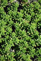 Jelly Bean Plant (Sedum rubrotinctum) at Lakeshore Garden Centres