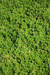 Carpet Sedum (Sedum lineare) at Lakeshore Garden Centres