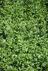 Pigeon Point Coyote Brush (Baccharis pilularis 'Pigeon Point') at Lakeshore Garden Centres