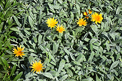 Trailing Gazania (Gazania rigens var. leucolaena) at Lakeshore Garden Centres