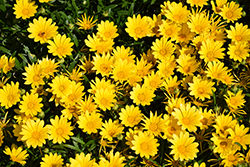 One-flowered Treasure Flower (Gazania rigens var. uniflora) at Lakeshore Garden Centres