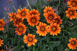 Fiesta Red Gazania (Gazania 'Fiesta Red') at Lakeshore Garden Centres