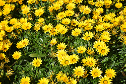 Yellow Cascade Gazania (Gazania rigens 'Yellow Cascade') at Lakeshore Garden Centres