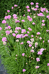 Sea Thrift (Armeria maritima) at Lakeshore Garden Centres