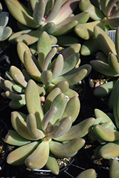 Dark Purple Echeveria (Echeveria 'Dark Purple') at Lakeshore Garden Centres