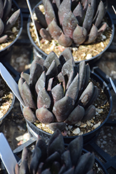Black Echeveria (Echeveria affinis) at Lakeshore Garden Centres