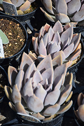 Silver Queen Echeveria (Echeveria 'Silver Queen') at Lakeshore Garden Centres