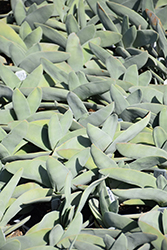 Airplane Plant (Crassula perfoliata var. falcata) at Lakeshore Garden Centres