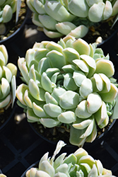 Mexican Snowball (Echeveria elegans) at Lakeshore Garden Centres