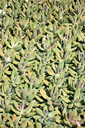 Dark Purple Echeveria (Echeveria 'Dark Purple') at Lakeshore Garden Centres