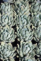 Orion Echeveria (Echeveria 'Orion') at Lakeshore Garden Centres