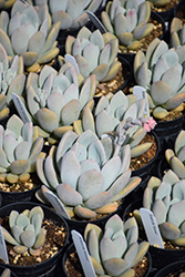 Grosso Echeveria (Echeveria 'Grosso') at Lakeshore Garden Centres