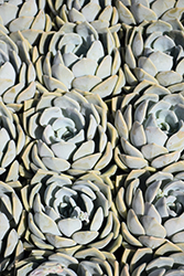 Lilac Wonder Echeveria (Echeveria 'Lilac Wonder') at Lakeshore Garden Centres