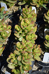 Miniature Jade Plant (Crassula ovata 'Minor') at Lakeshore Garden Centres