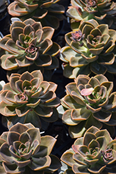 Burgundy Pearl Echeveria (Echeveria 'Burgundy Pearl') at Lakeshore Garden Centres