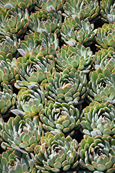 Apus Echeveria (Echeveria 'Apus') at Lakeshore Garden Centres