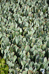 Bora Silver Dollar Plant (Crassula arborescens 'Bora') at Lakeshore Garden Centres