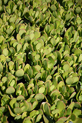 Dwarf Jade Plant (Crassula ovata 'Compacta') at Lakeshore Garden Centres