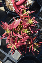 Red Pagoda Crassula (Crassula capitella 'Red Pagoda') at Lakeshore Garden Centres