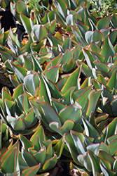 Fire and Ice Echeveria (Echeveria subrigida) at Lakeshore Garden Centres