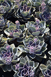 Perle Von Nurnberg Echeveria (Echeveria 'Perle Von Nurnberg') at Lakeshore Garden Centres
