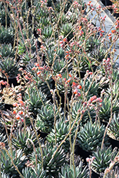 Hooker's Pachyphytum (Pachyphytum hookeri) at Lakeshore Garden Centres