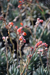 Hooker's Pachyphytum (Pachyphytum hookeri) at Lakeshore Garden Centres
