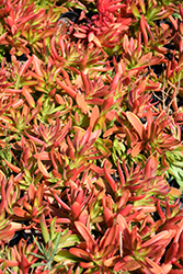 Clumping Curly Jade Plant (Crassula orbicularis var. rosularis) at Lakeshore Garden Centres