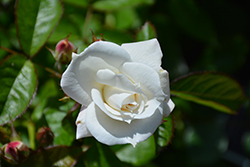 Veranda White Rose (Rosa 'KORfloci111') at Lakeshore Garden Centres