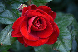 Preference Rose (Rosa 'Meibionel') at Lakeshore Garden Centres