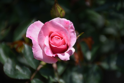 Our Lady Of Guadalupe Rose (Rosa 'JACveryp') at Lakeshore Garden Centres