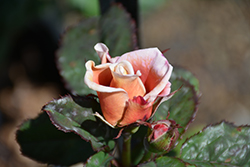Distant Drums Rose (Rosa 'Distant Drums') at Lakeshore Garden Centres