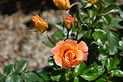 Eyeconic Mango Lemonade Rose (Rosa 'SPRolemango') at Lakeshore Garden Centres