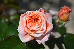 Veranda Mango Rose (Rosa 'KORfloci109') at Lakeshore Garden Centres