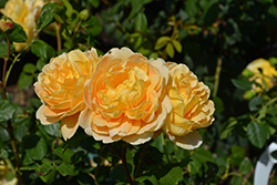 Golden Celebration Rose (Rosa 'Golden Celebration') at Mainescape Nursery
