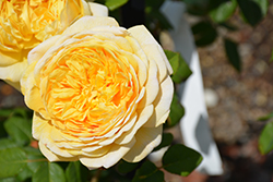 Charles Darwin Rose (Rosa 'Charles Darwin') at Lakeshore Garden Centres